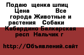 Подаю. щенка шпиц  › Цена ­ 27 000 - Все города Животные и растения » Собаки   . Кабардино-Балкарская респ.,Нальчик г.